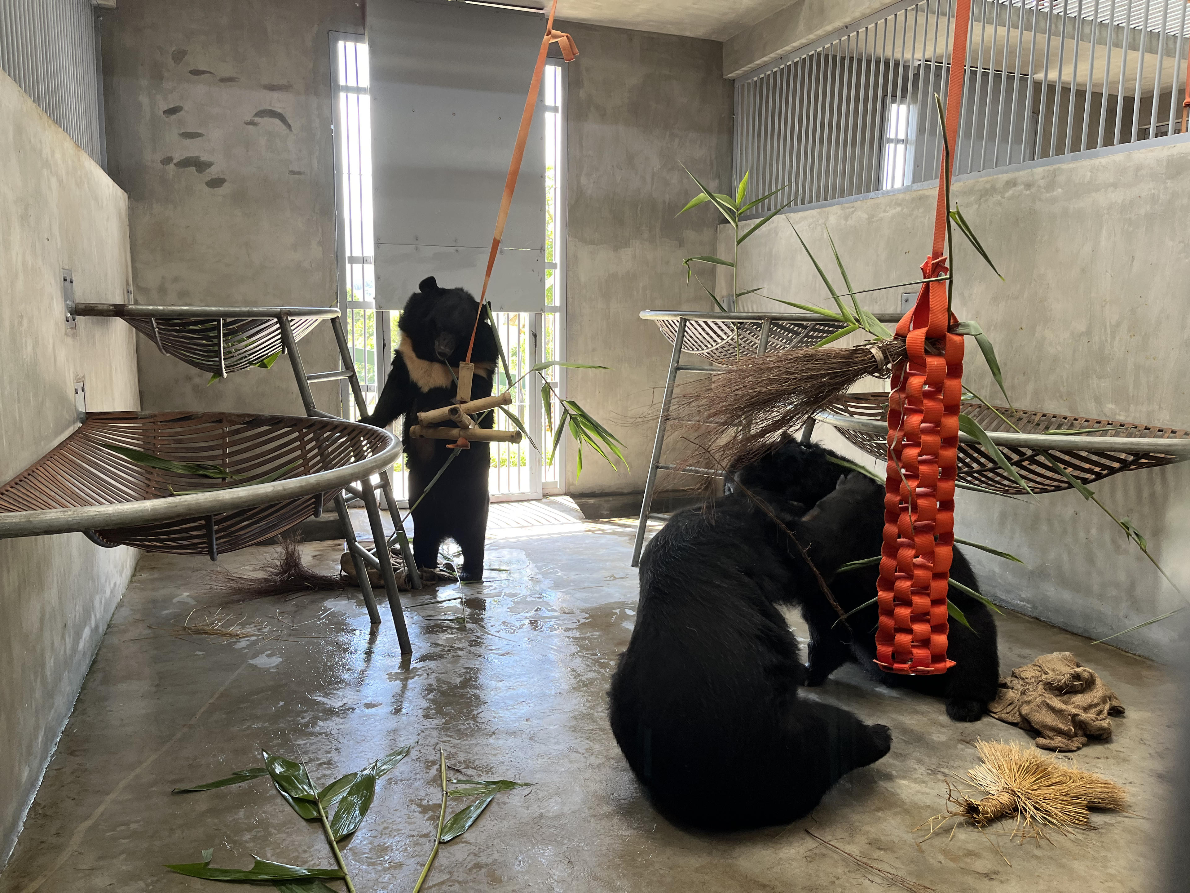 Bên trong khu cứu hộ gấu tại Vườn quốc gia Bạch Mã