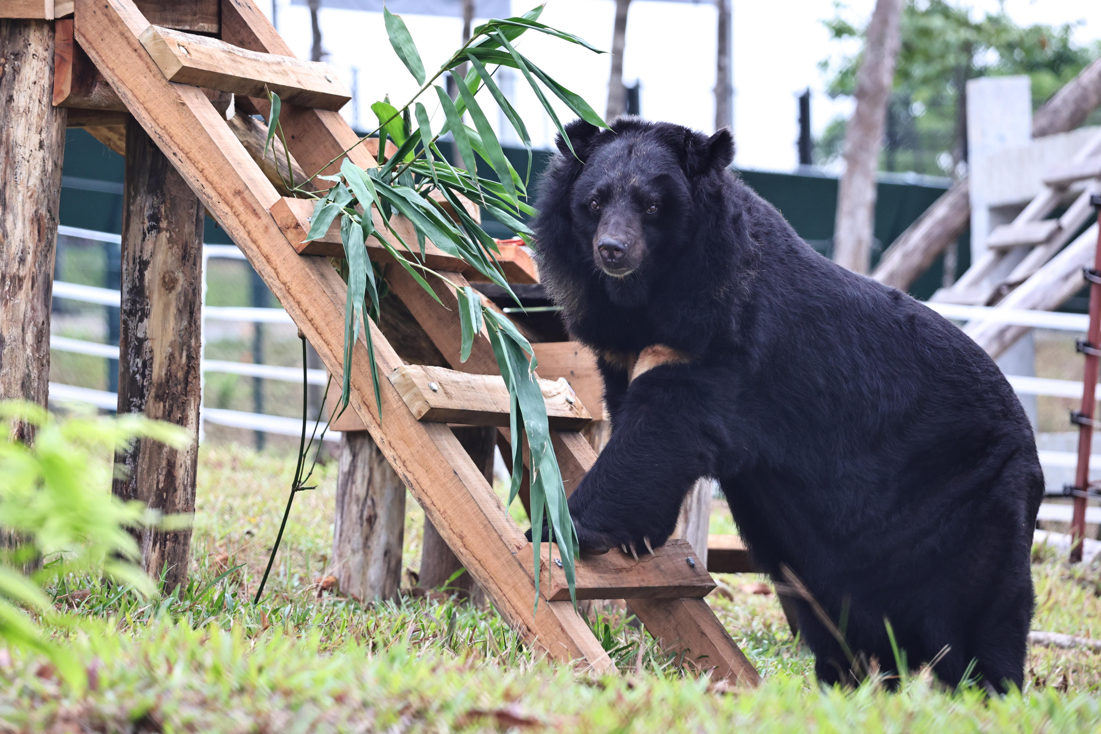 Một số hoạt động sinh hoạt thường ngày của các cá thể gấu tại trung tâm. Ảnh: T.T.