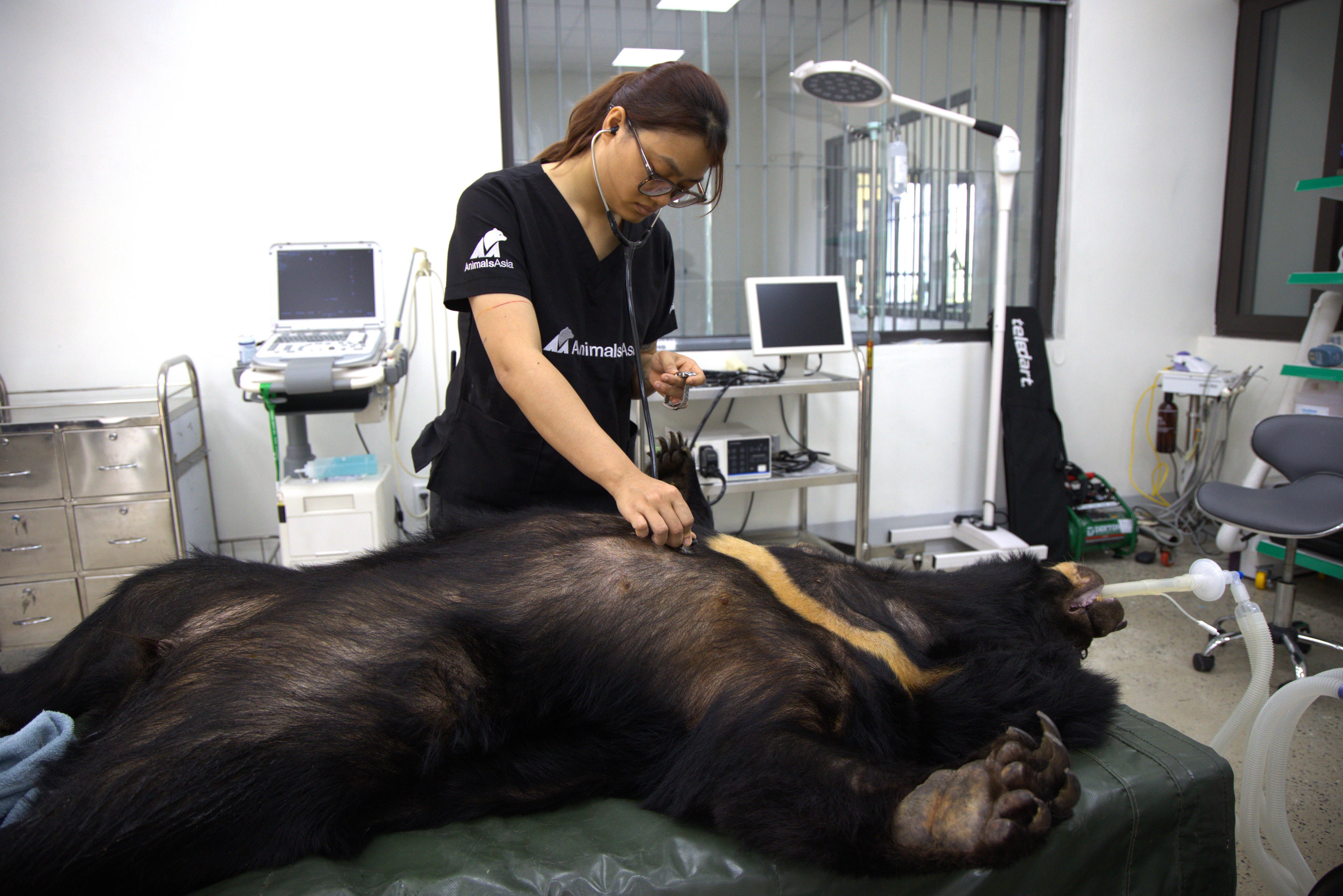 Những cá thể gấu sau khi được đưa về "ngôi nhà chung" sẽ được các nhân viên đưa vào khu chăm sóc cách ly, theo dõi sức khỏe từ 30-45 ngày, sau đó sẽ đưa vào khu nhà riêng của gấu.&nbsp;Ảnh: T.T.