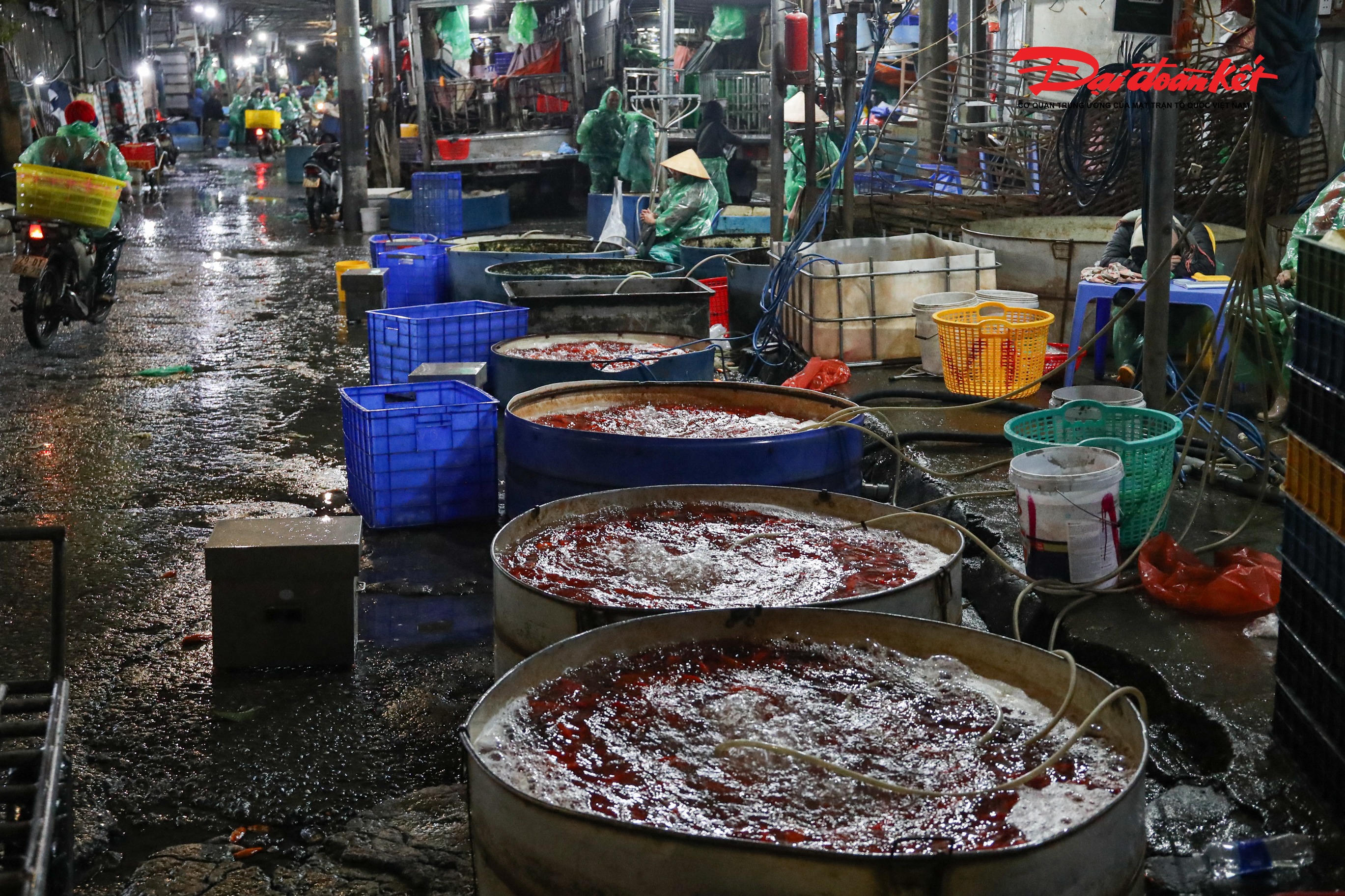 “Người dân năm nay có xu hướng không mua cá chép mà chuyển sang đốt cá giấy để tiết kiệm chi tiêu. Bên cạnh đó, thời tiết mưa rét những ngày gần đây cũng khiến nhiều người ngại đi chợ”, bà Thu Lý chia sẻ.