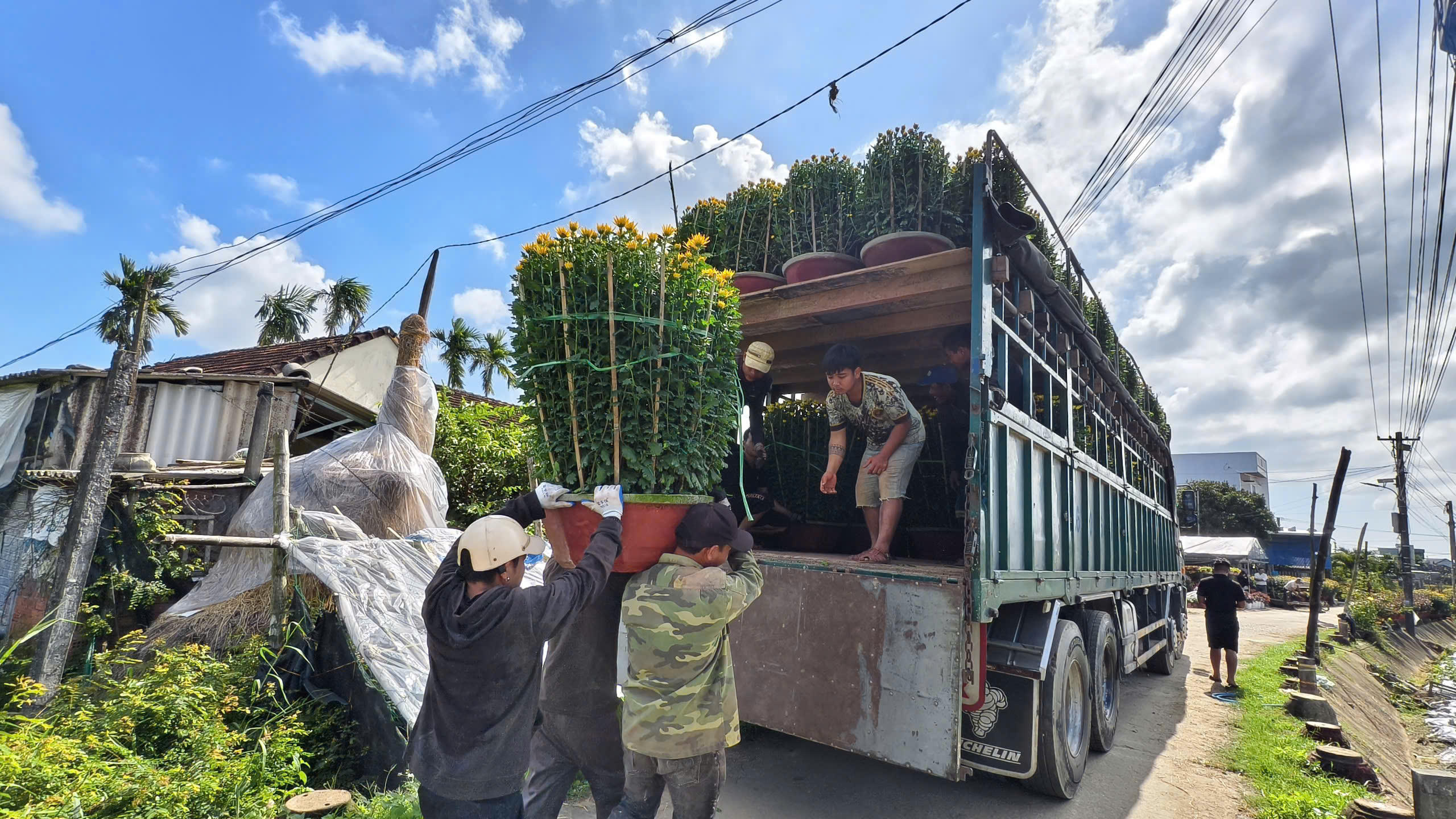 Người dân xã Nghĩa Hiệp vận chuyển các chậu hoa cúc lên xe tải. Ảnh: CV.