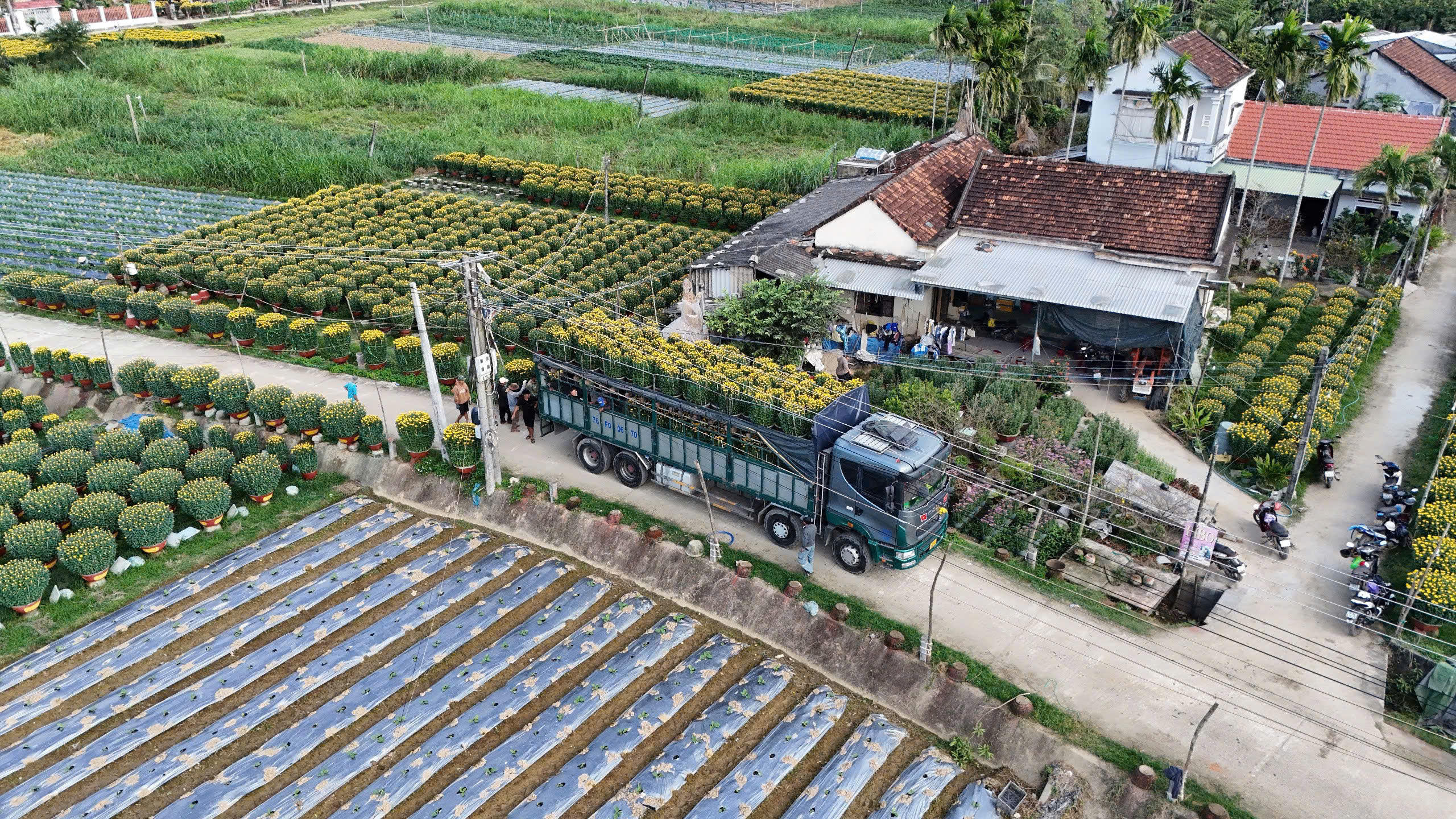 Một góc các xe vào làng Đồng Viên chở hoa cúc phục vụ thị trường Tết. Ảnh: CV.