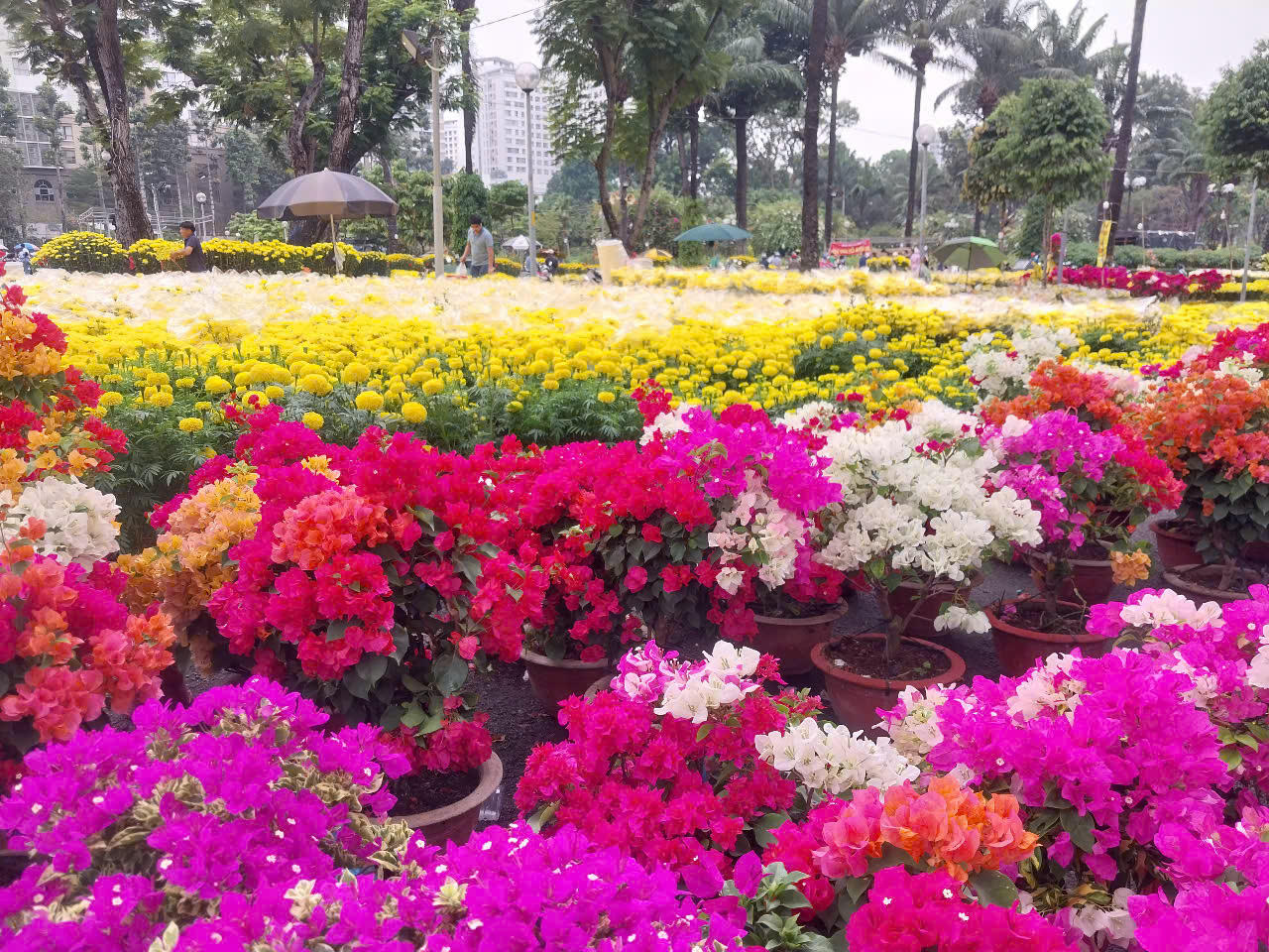 Hàng trăm cúc, vạn thọ, bông giấy, mồng gà, tắc… thi nhau khoe sắc vàng, đỏ,hồng, tím...