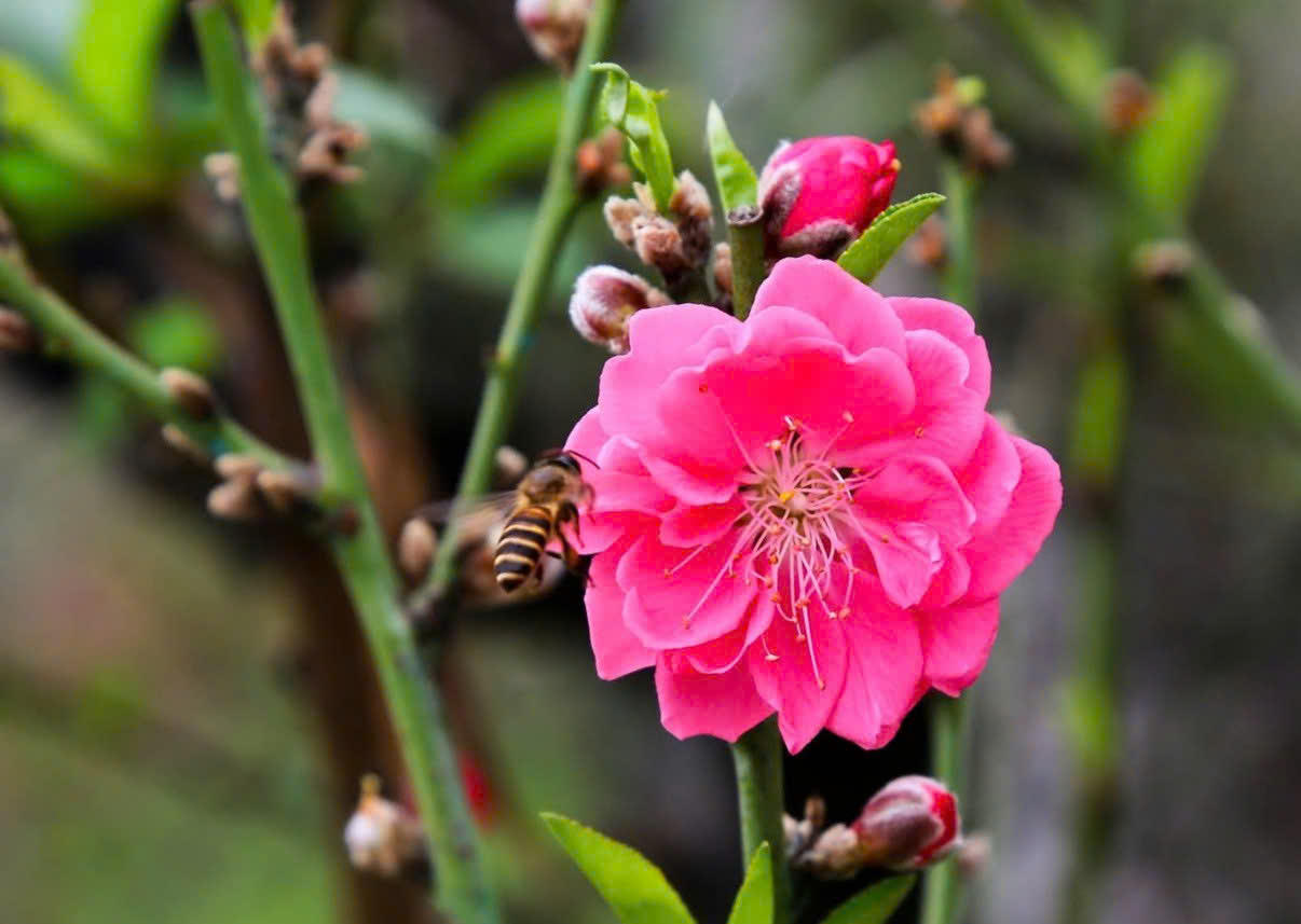 TP Hồ Chí Minh: Rực rỡ sắc xuân tại các chợ hoa trung tâm