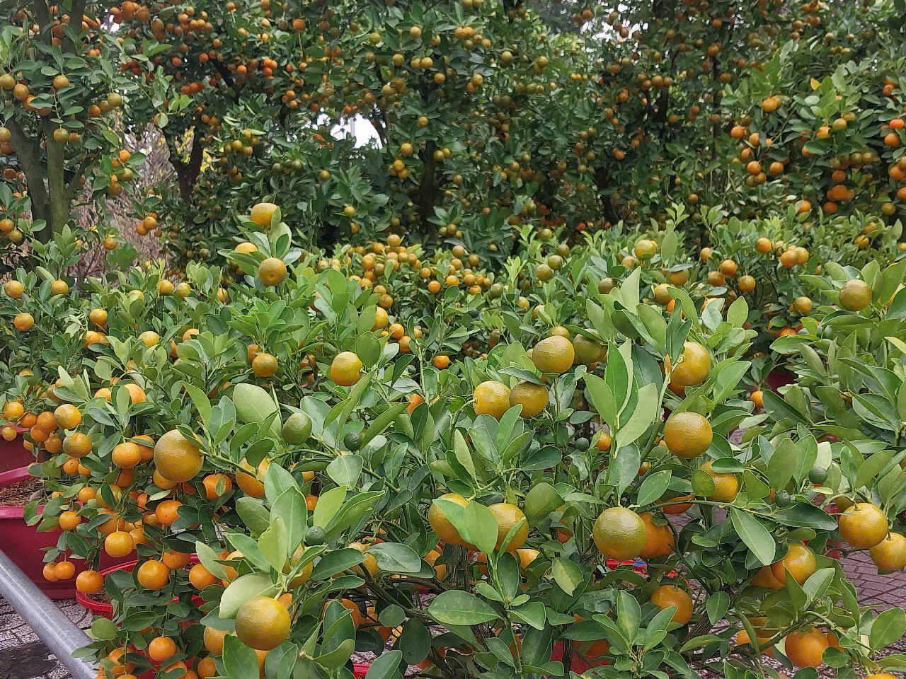 Trong khi đó, tại Công viên Lê Văn Tám, các mặt hàng hoa kiểng như cúc, vạn thọ, mồng gà, tắc và đào được bày bán đa dạng, trải dài khắp các khu vực. 