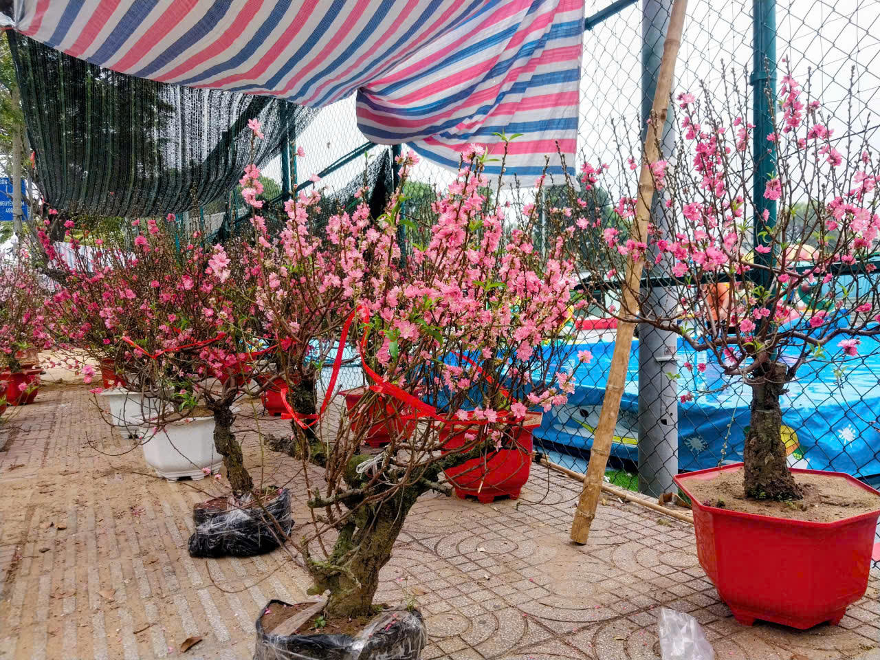 Giá đào năm nay không biến động nhiều so với năm trước. Đào nhỏ từ 500.000–600.000 đồng/gốc, loại trung bình từ 1–2 triệu đồng, còn đào cỡ lớn khoảng 4–5 triệu đồng/gốc.