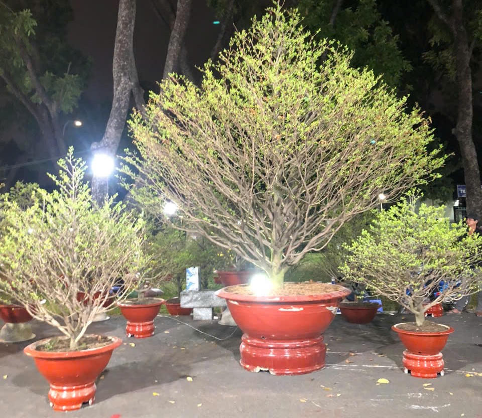 Một số nhà vườn tại TP Hồ Chí Minh tiết lộ đang sở hữu những cây mai quý có giá trị cao từ 300-500 triệu đồng/cây, với giá cho thuê dao động 100–200 triệu đồng/cây, phục vụ nhu cầu trưng bày tại doanh nghiệp hoặc biệt thự lớn.