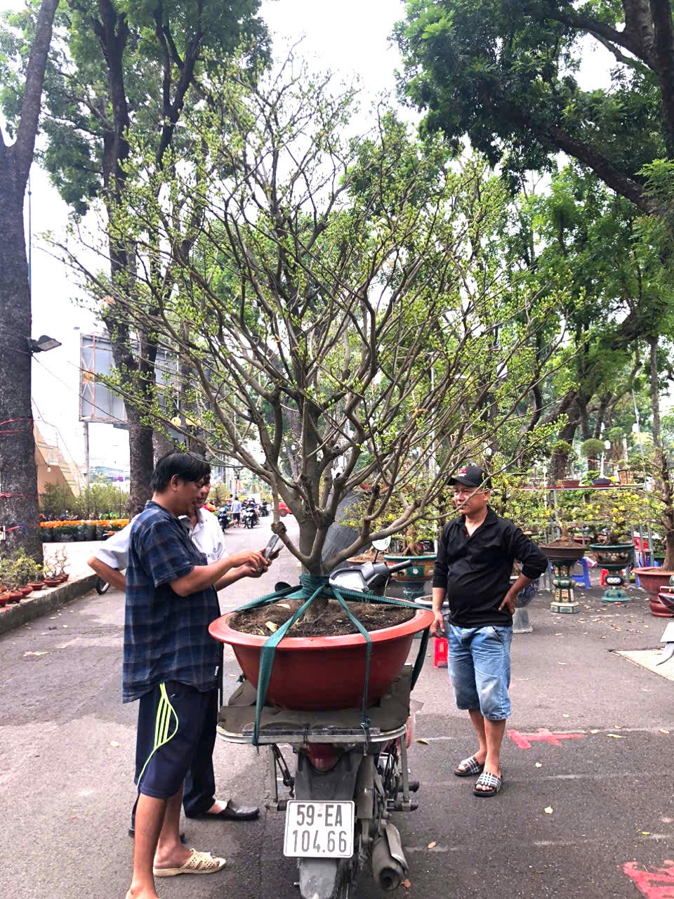 Ngoài việc lựa chọn mua mai cây mai ưng ý nhất, nhiều người áp dụng hình thức thuê mai để trưng Tết.&nbsp;