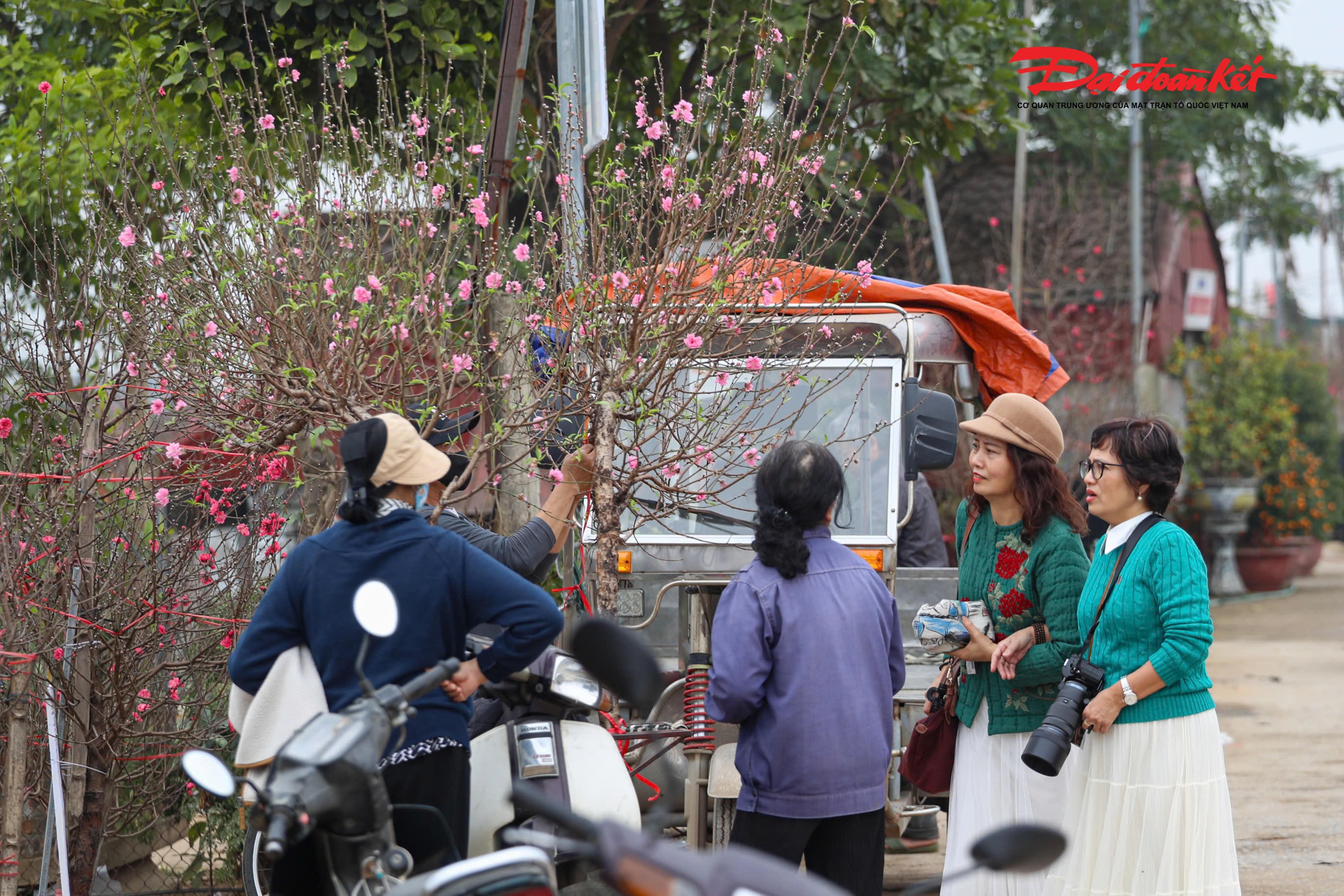Không chỉ là nơi cung cấp đào Tết, Nhật Tân những ngày này còn trở thành điểm đến thu hút đông đảo người dân và du khách đến tham quan, chụp ảnh.