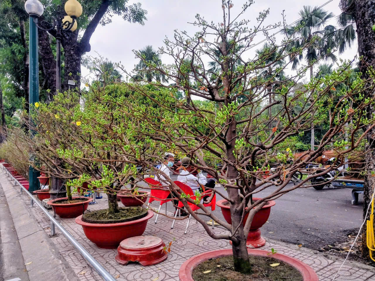 Một số chủ gian hàng khẳng định, năm nay mai nở đẹp, dáng cân đối, hứa hẹn thị trường khả quan. Chỉ trong hai ngày mở bán đầu tiên, nhiều gian hàng đã bán được số lượng mai khá ưng ý.