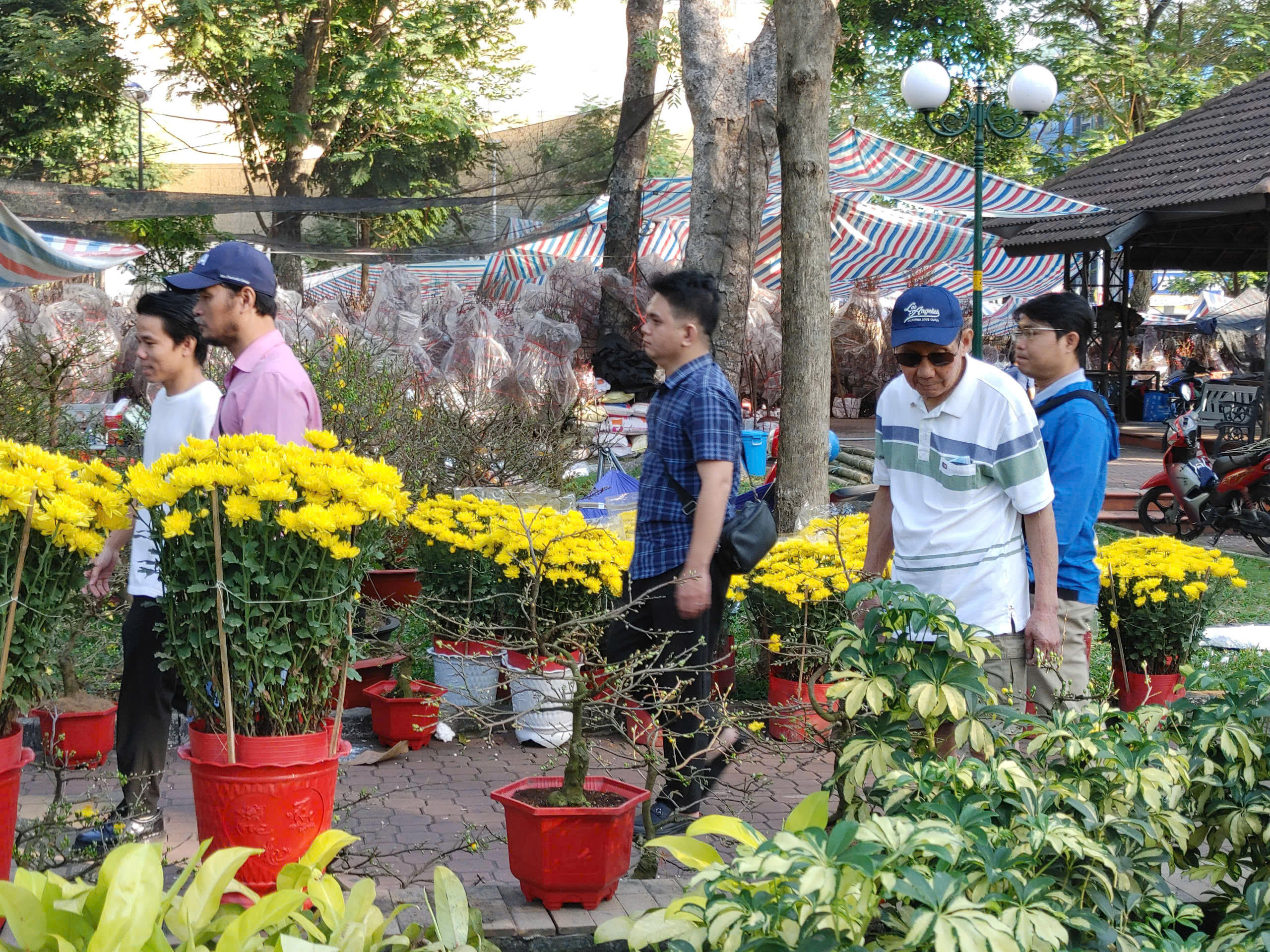 Theo ghi nhận, giá cúc đại đóa dao động khá rộng, từ 250.000 đồng/cặp đối với loại nhỏ đến 12 triệu đồng/cặp với những chậu có kích thước lớn, dáng đẹp, được tạo hình công phu.