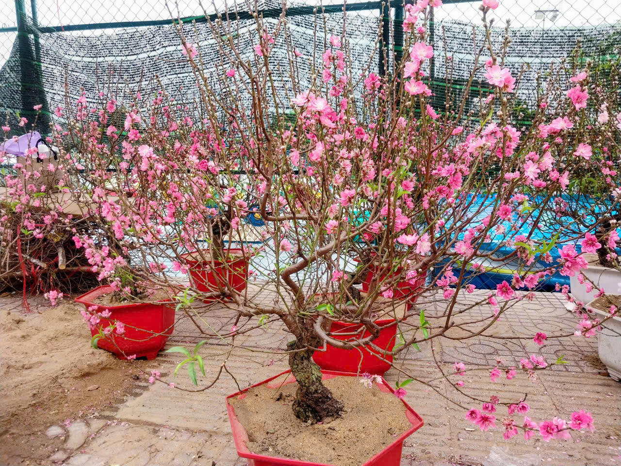 Không chỉ có cúc, chợ hoa tại Công viên 23 Tháng 9 dành khá nhiều diện tích cho đào từ các tỉnh phía Bắc, trong đó đào Thái Bình chiếm số lượng lớn.