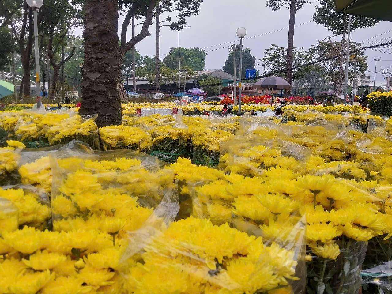 Tương tự, tại Công viên 23 Tháng 9, hoa kiểng phủ kín các mặt bằng tạo thành từng dãy dài rực rỡ. Nổi bật nhất vẫn là các loại cúc, đặc biệt là cúc đại đóa với những tán hoa tròn đầy, vàng ươm trong nắng.