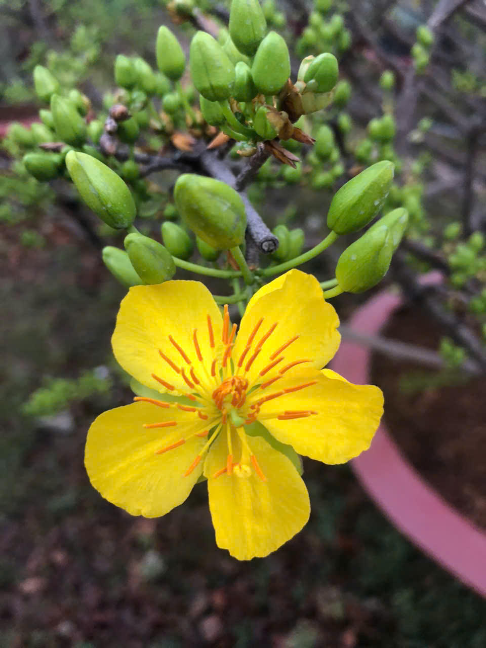 TP Hồ Chí Minh: Rực rỡ sắc xuân tại các chợ hoa trung tâm