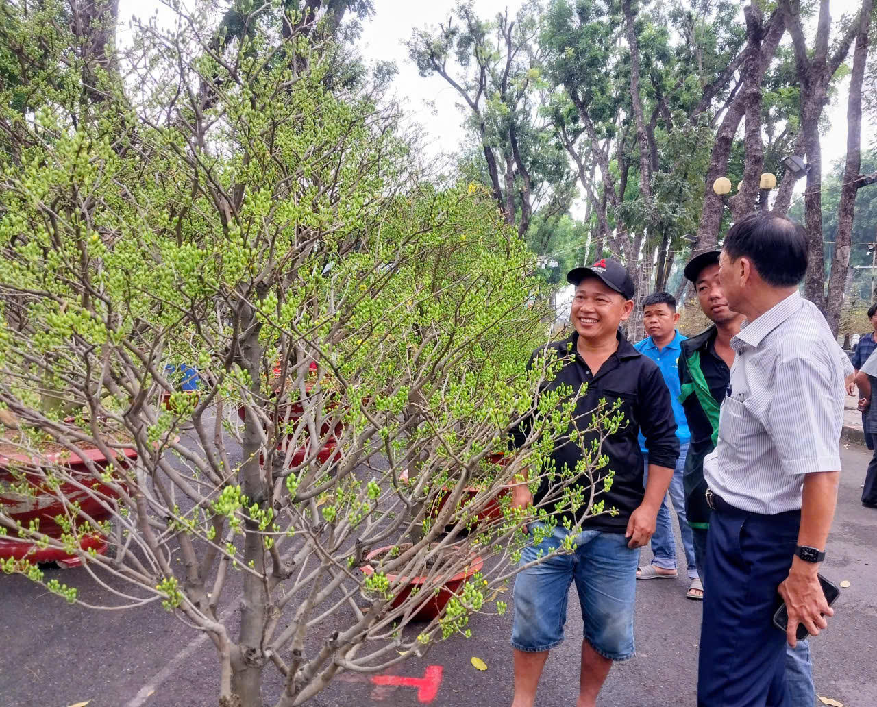 Ông Nguyễn Văn Dũng (phường Thới An, TP Hồ Chí Minh) - chủ một gian hàng mai cho biết, năm&nbsp;nay ông cung cấp ra thị trường khoảng 40 chậu mai, mức giá phổ biến từ 5–6 triệu đồng/chậu, đây là phân khúc được nhiều gia đình lựa chọn.