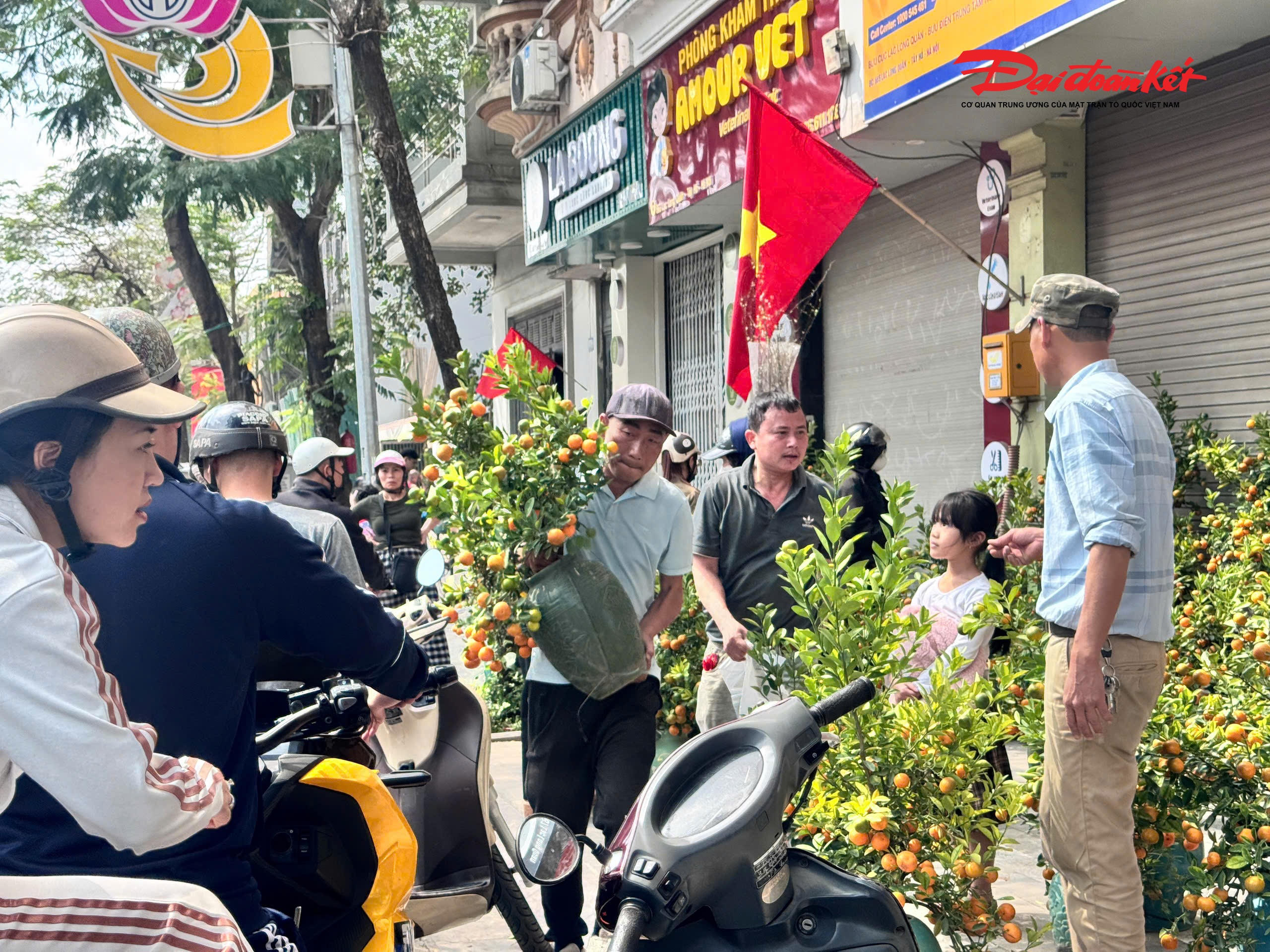 Trên đường Lạc Long Quân, quất mini trở thành mặt hàng “hút khách” nhất trong chiều 29 Tết.&nbsp;Nhiều sạp treo biển “99.000 đồng/cây”.