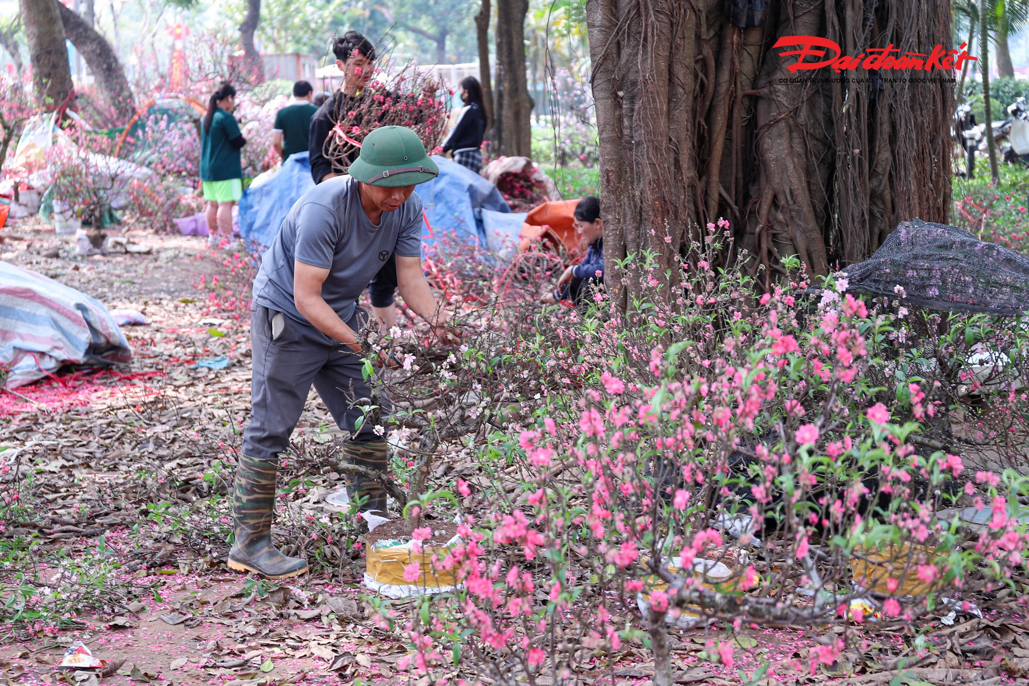 Theo anh N.T. gia đình anh nhập hơn 200 gốc đào từ Nhật Tân và một số vùng lân cận, song đến chiều 29 Tết vẫn còn tồn gần một nửa.