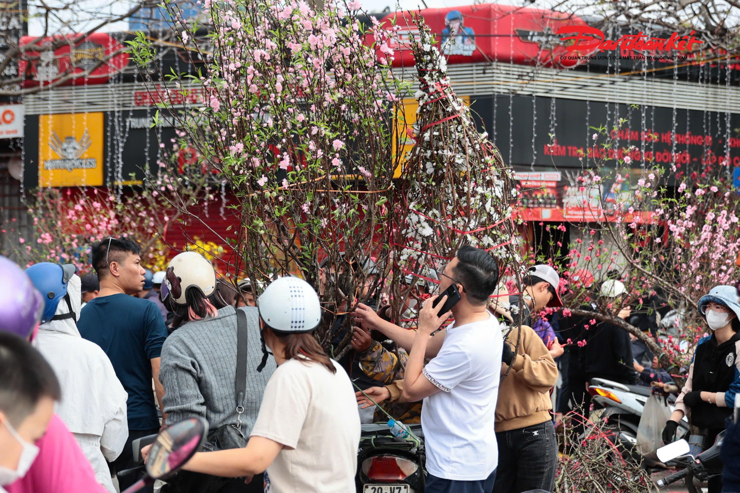 Các tuyến đường quanh khu vực chợ hoa Mỹ Đình, Lạc Long Quân vẫn đông đúc người dân đến chọn mua đào, quất, mai,... Nhiều gian hàng bán với mức giảm từ 30-50%, thậm chí có cây được giảm tới 70% so với những ngày trước đó.