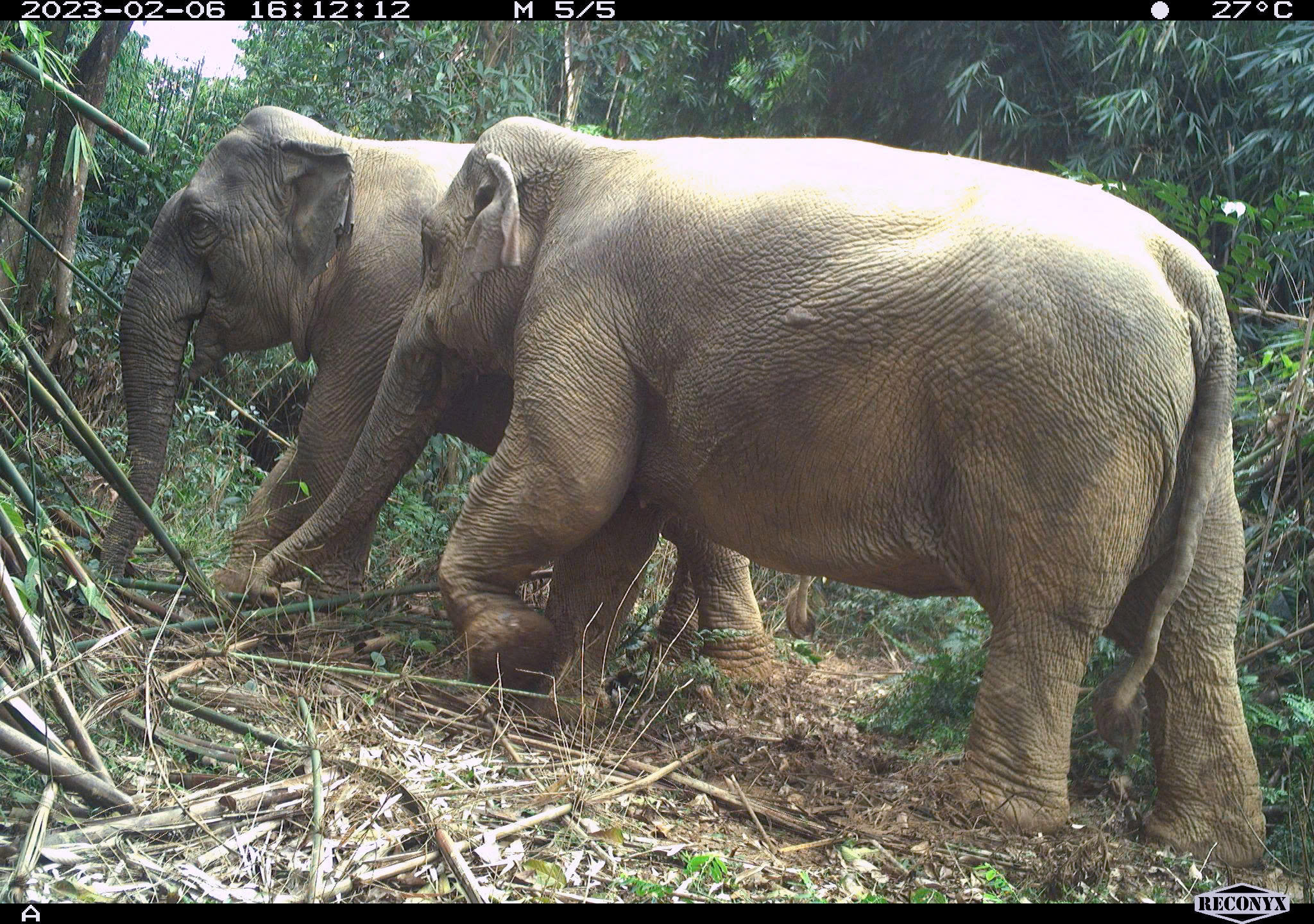 Bẫy ảnh ghi nhận voi Châu Á trong Vườn quốc gia Vũ Quang.