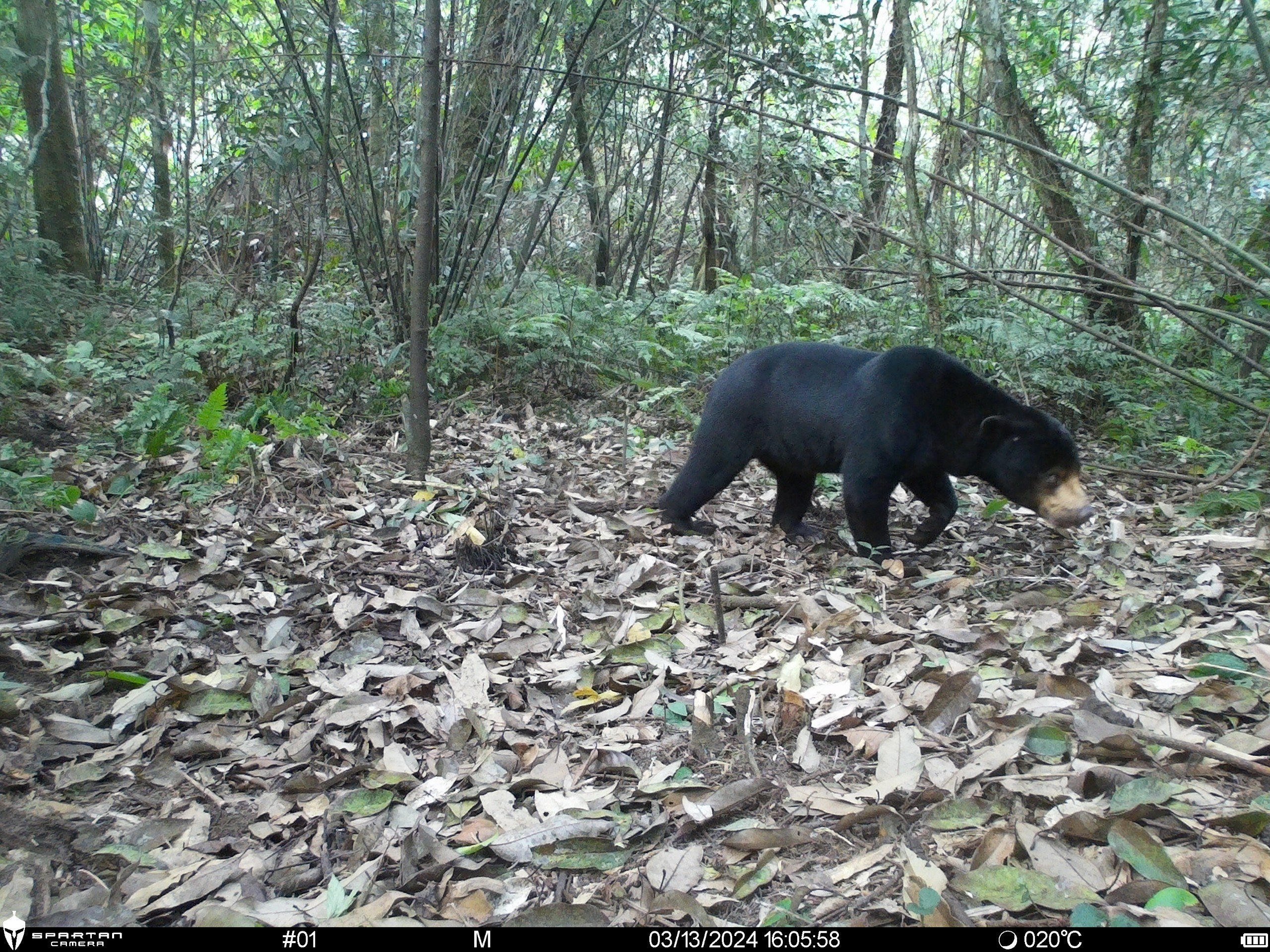 Gấu cho cũng&nbsp;được phát hiện qua bẫy ảnh.