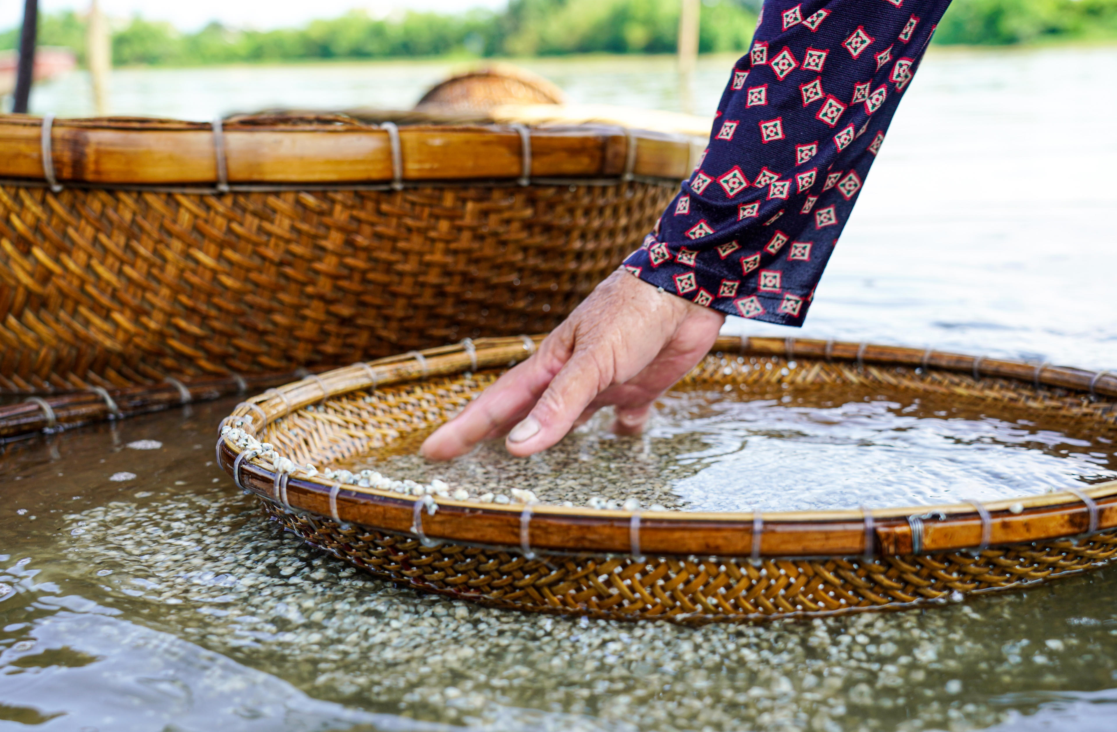 Sau luộc, hến được đổ ra thúng, đưa xuống bến đãi lại trong dòng nước. Ảnh: Cẩm Kỳ&nbsp;