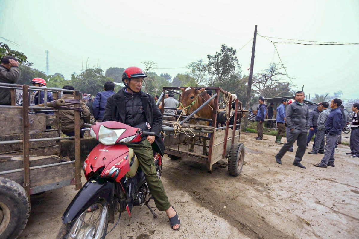 Chủ bò giữ vẻ bình thản nhưng ánh mắt luôn dõi theo từng cử chỉ của người mua. Ảnh: Cẩm Kỳ&nbsp;