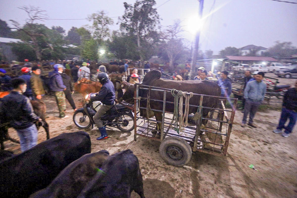 Tờ mờ sáng, khi sương còn giăng trên những triền đồi, từng tốp người lặng lẽ dắt trâu bò về bãi đất rộng cạnh đường liên xã. Ảnh: Cẩm Kỳ&nbsp;
