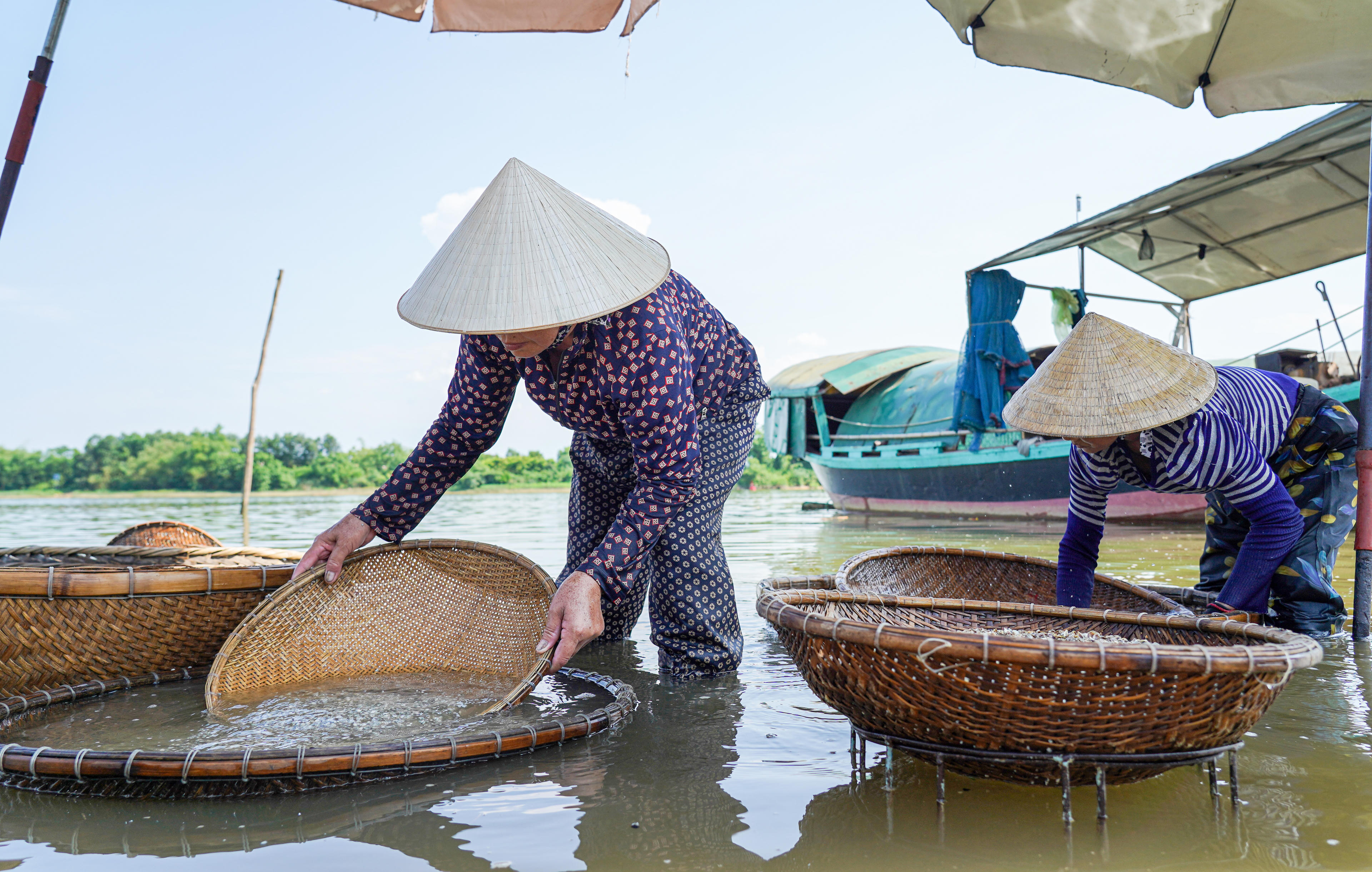 Hến được đổ vào thúng tre, ngâm xuống sông cho nhả sạch bùn cát rồi đưa vào lán luộc. Ảnh: Cẩm Kỳ&nbsp;