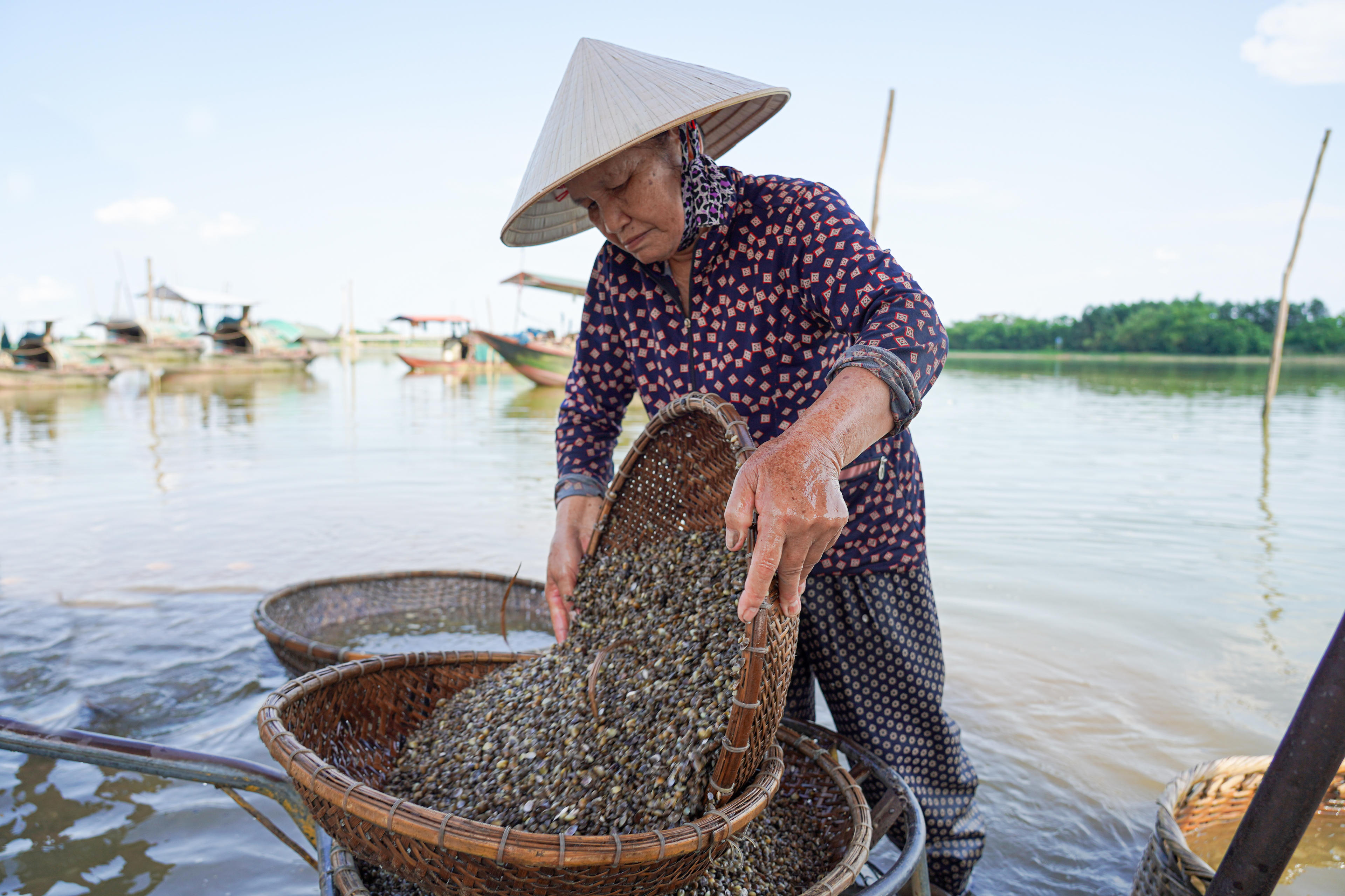 Một ngày, mỗi thuyền có thể cào được vài tạ hến sống, cứ 100kg hến thì đãi được khoảng 10kg ruột. Ảnh: Cẩm Kỳ&nbsp;