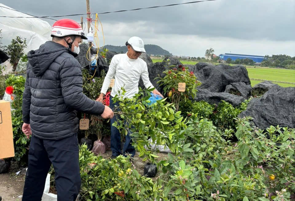 Nhộn nhịp người mua, kẻ bán các loại cây giống, cây cảnh...