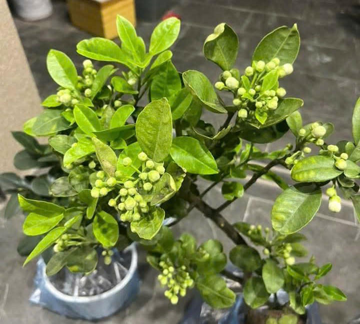 Cây bưởi anh Thành dự kiến trồng trong khuôn viên căn nhà, gửi gắm ước nguyện về một cuộc sống đủ đầy, tươi tốt. Ảnh: Duy Hưng.