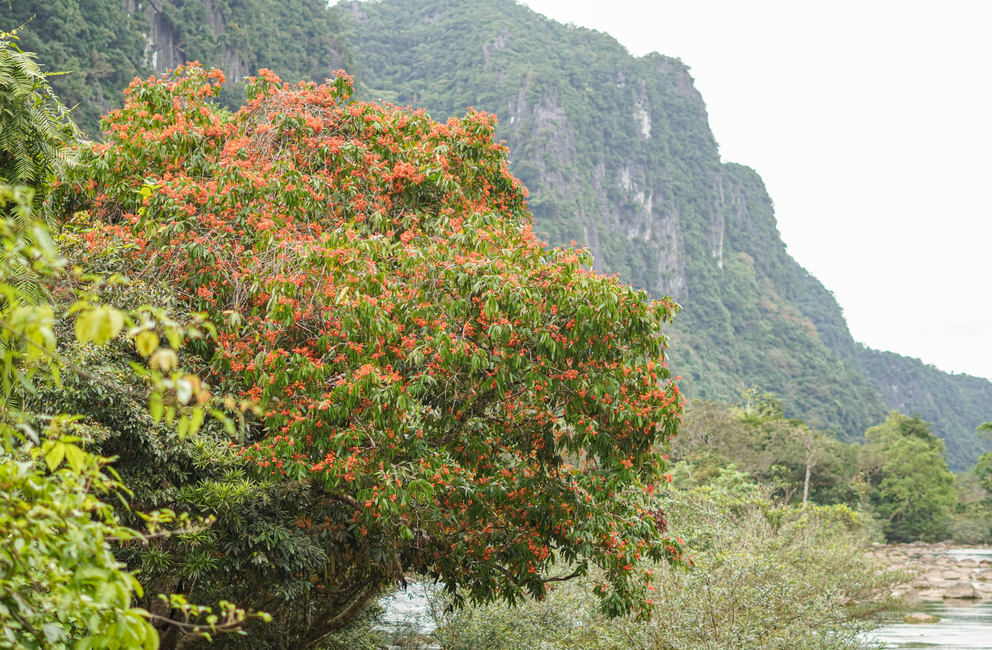 Hoa Vàng Anh phân bố tự nhiên dọc theo suối Moọc, tập trung trong phạm vi khoảng 1 km ven suối.