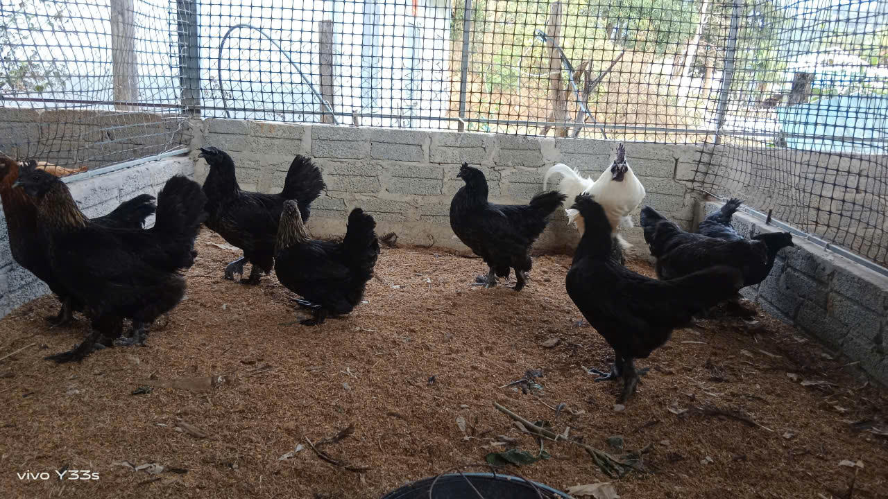 Trong trang trại của anh Quý, còn có loại gà&nbsp;Mông Cổ, gà Hy Lạp cũng cho giá trị kinh tế cao.