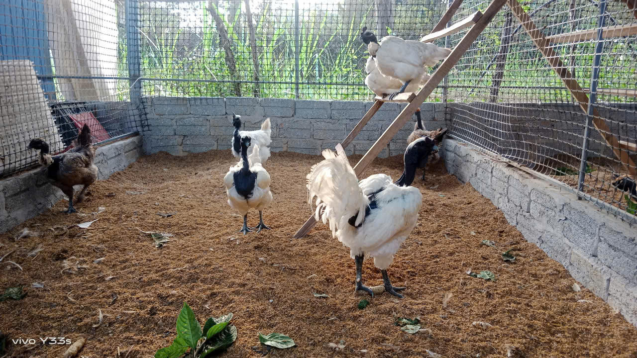 Gà "mặt quỷ" (Ayam Cemani) là một giống gà có nguồn gốc từ Indonesia. Giống gà này nổi tiếng bởi mọi thứ trong cơ thể chúng (trừ bộ lông) như da, xương, lưỡi tới mào, đều có màu đen. Ở Việt Nam quen gọi giống gà này là gà "mặt quỷ" bởi chúng nhìn rất đáng sợ. Ảnh: ĐB