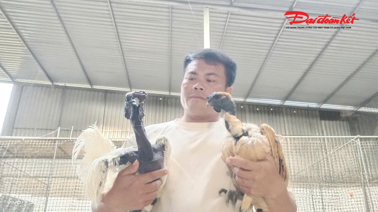 Giống gà "mặt quỷ" (Ayam Cemani) được nhập từ Thái Lan tại trang trại của anh Quý rất được khách hàng ưa chuộng, bởi toàn thân (trừ bộ lông) được phủ một màu đen tuyền. Ảnh: ĐB