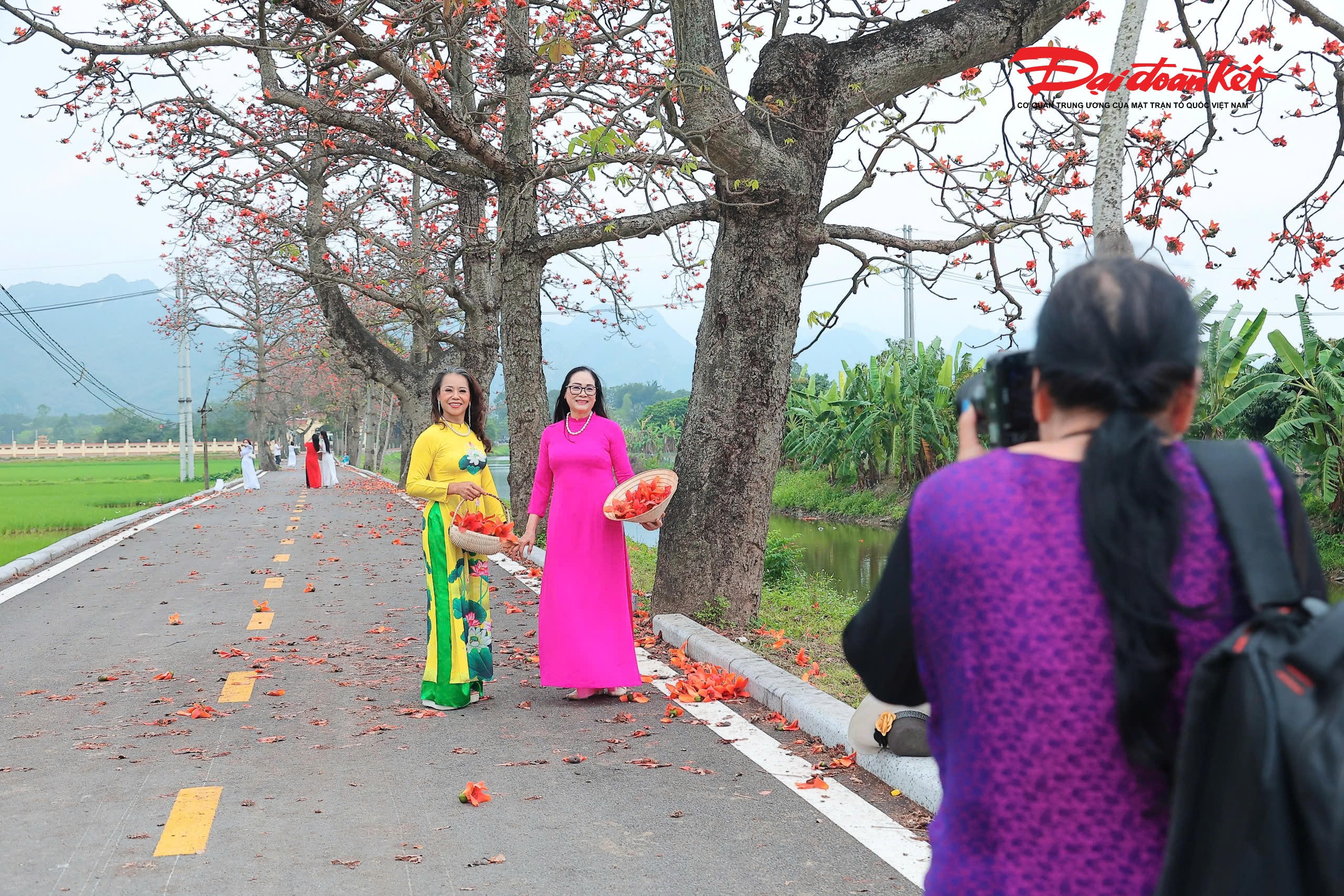 Theo ghi nhận của PV, ngay từ sáng sớm, khi những tia nắng đầu ngày vừa len qua tán cây, thôn Đoan Nữ đã rộn ràng bước chân du khách. Từng nhóm bạn trẻ, các gia đình hay nhiếp ảnh gia mang theo máy ảnh, trang phục chuẩn bị sẵn đã có mặt dưới những tán gạo rực đỏ để ghi lại khoảnh khắc đẹp của mùa hoa ngắn ngủi. Không khí trở nên nhộn nhịp nhưng vẫn giữ được nét yên bình vốn có của làng quê, khi mỗi người đều tranh thủ lựa chọn góc chụp ưng ý, lưu giữ những khung hình đậm chất hoài niệm giữa sắc đỏ đặc trưng của hoa gạo và màu xanh mướt của cánh đồng xung quanh.