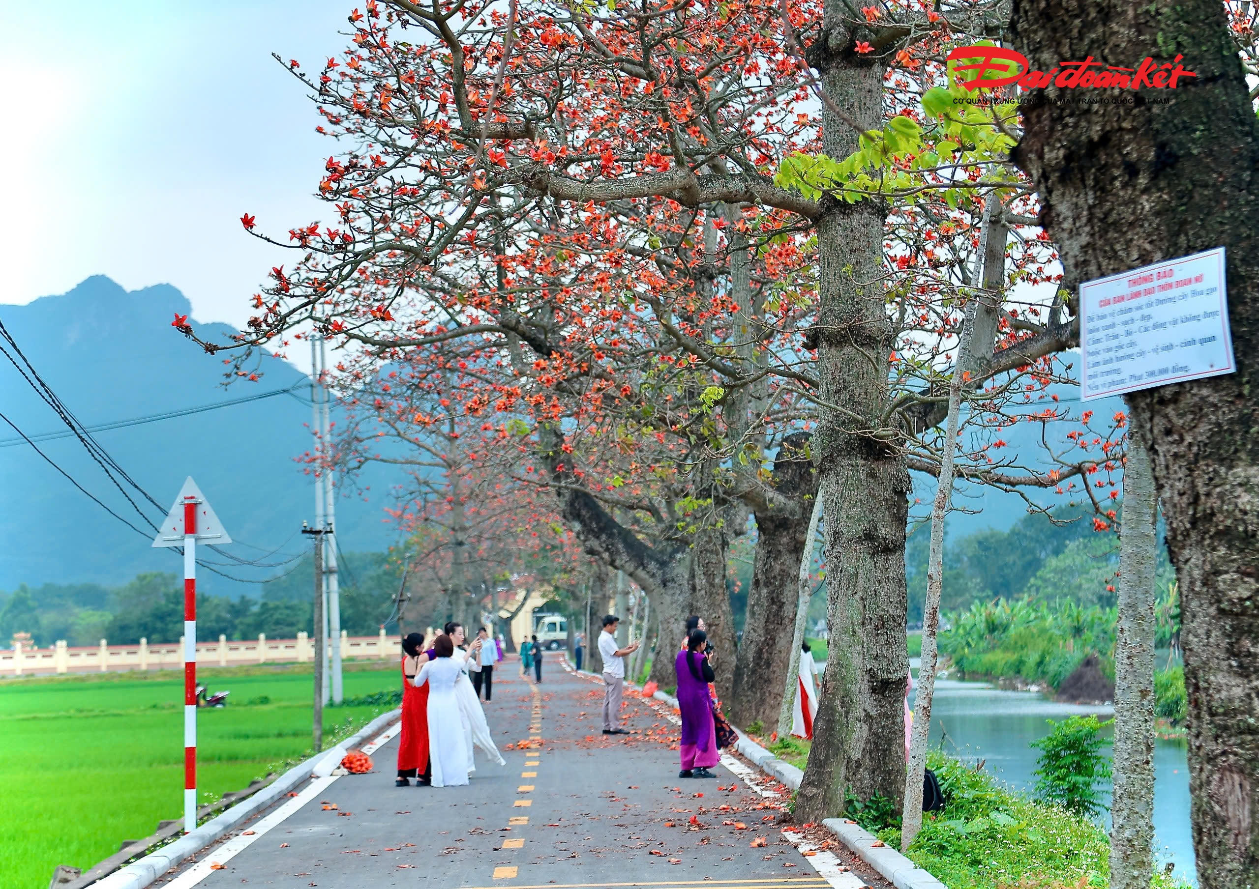 Nổi bật giữa những thửa ruộng lúa non xanh mướt là những cây gạo cao vút, thân xù xì, tán rộng, trổ hoa đỏ thắm. Không cần đến những tiểu cảnh cầu kỳ, chính vẻ đẹp mộc mạc, nguyên sơ ấy lại trở thành “phông nền” hoàn hảo cho những bộ ảnh mang đậm chất thôn quê.