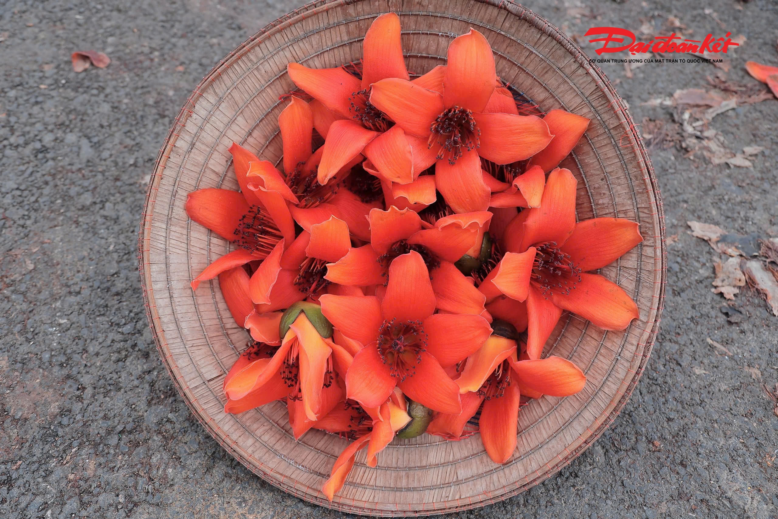 Những bông hoa to, cánh dày, thường có 5 cánh xòe rộng như những ngọn lửa nhỏ, khoe sắc đỏ thắm rực rỡ.