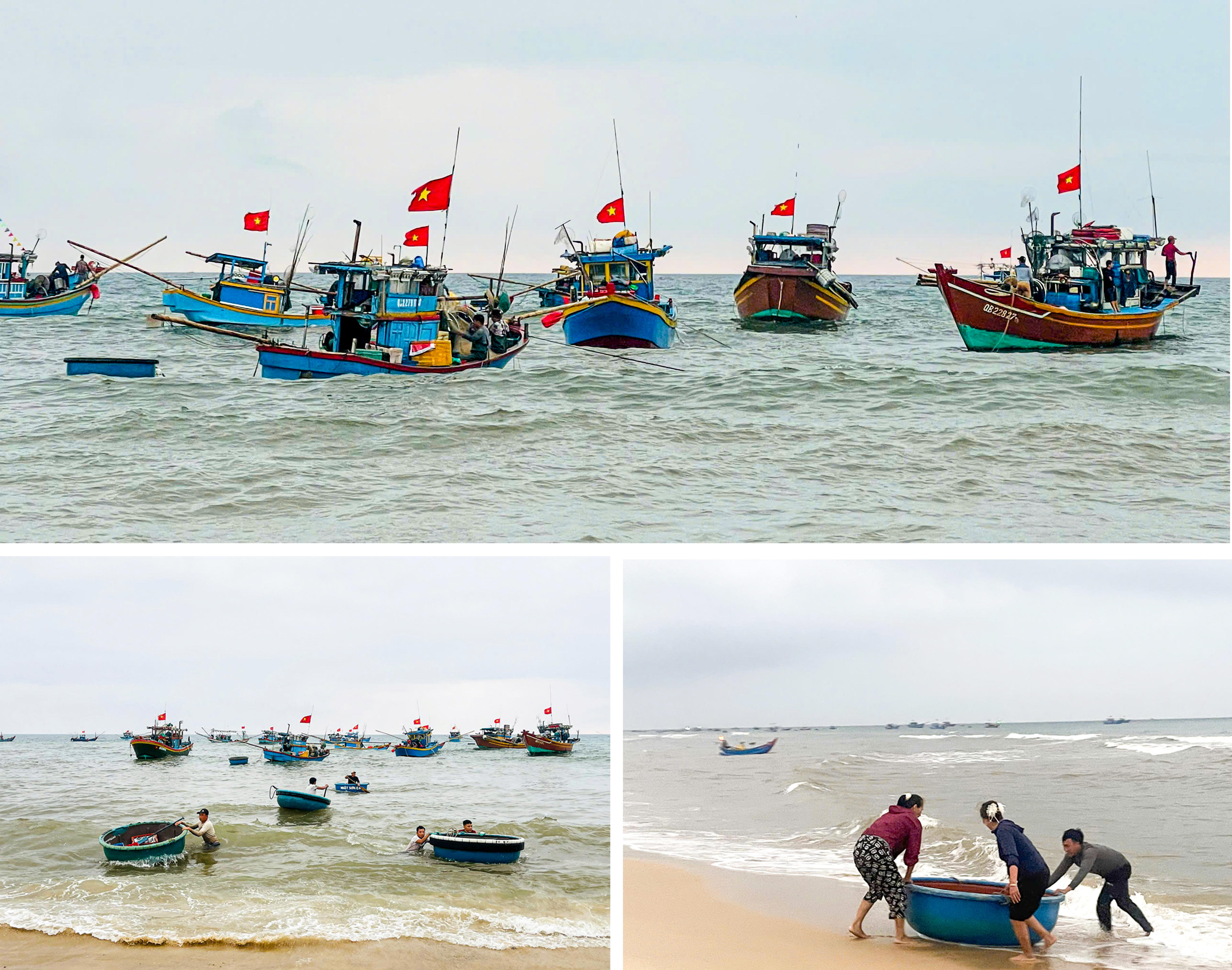 Do bãi biển thoải, tàu lớn không thể vào sát bờ, những chiếc thuyền thúng trở thành “cầu nối” trung chuyển hải sản. Ảnh: Cẩm Kỳ&nbsp;