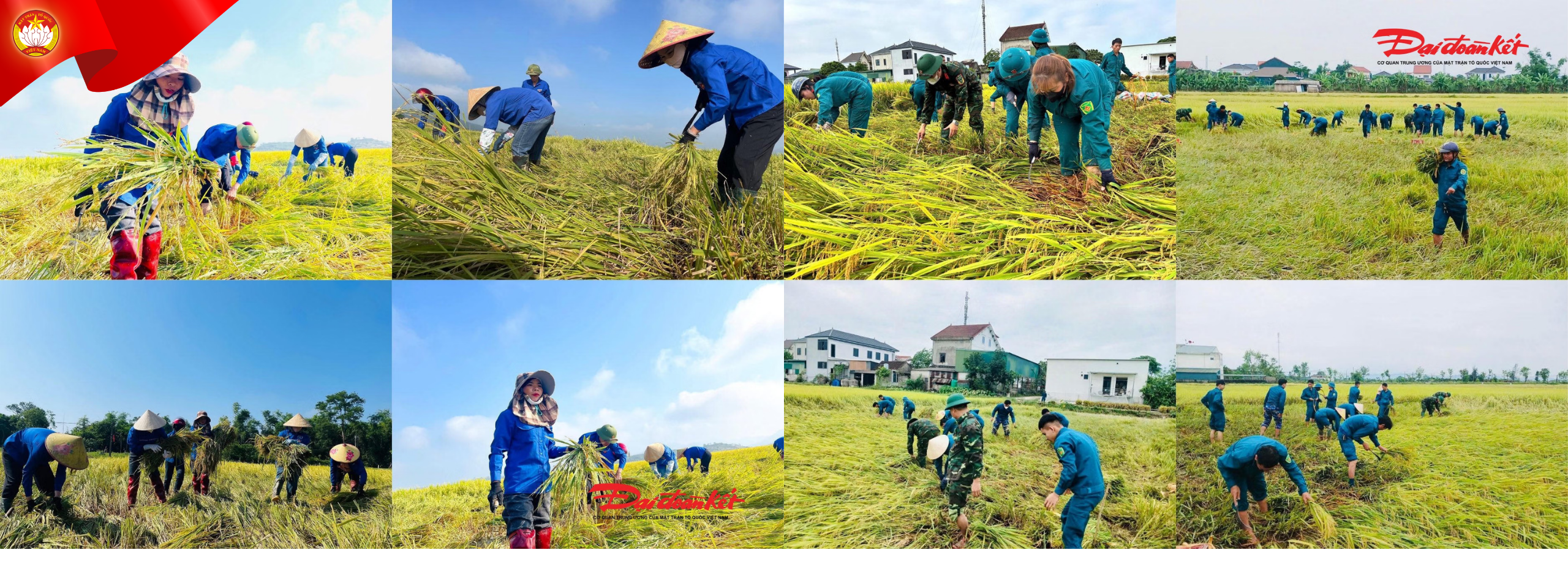 Các lực lượng, đoàn viên, hội viên ở Hà Tĩnh chung tay cứu lúa đổ ngã giúp dân sau trận bão tháng 5/2026.