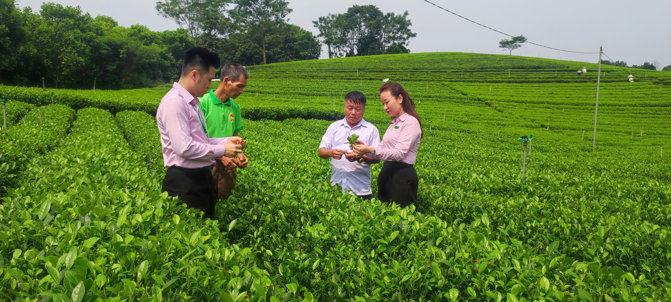Từ thực tế ở Đồng Hỷ có thể thấy, tín dụng chính sách đang chuyển dần từ hỗ trợ vốn đơn thuần sang hỗ trợ người dân xây dựng sinh kế và nâng cao khả năng tự chủ kinh tế. Ảnh: L.H