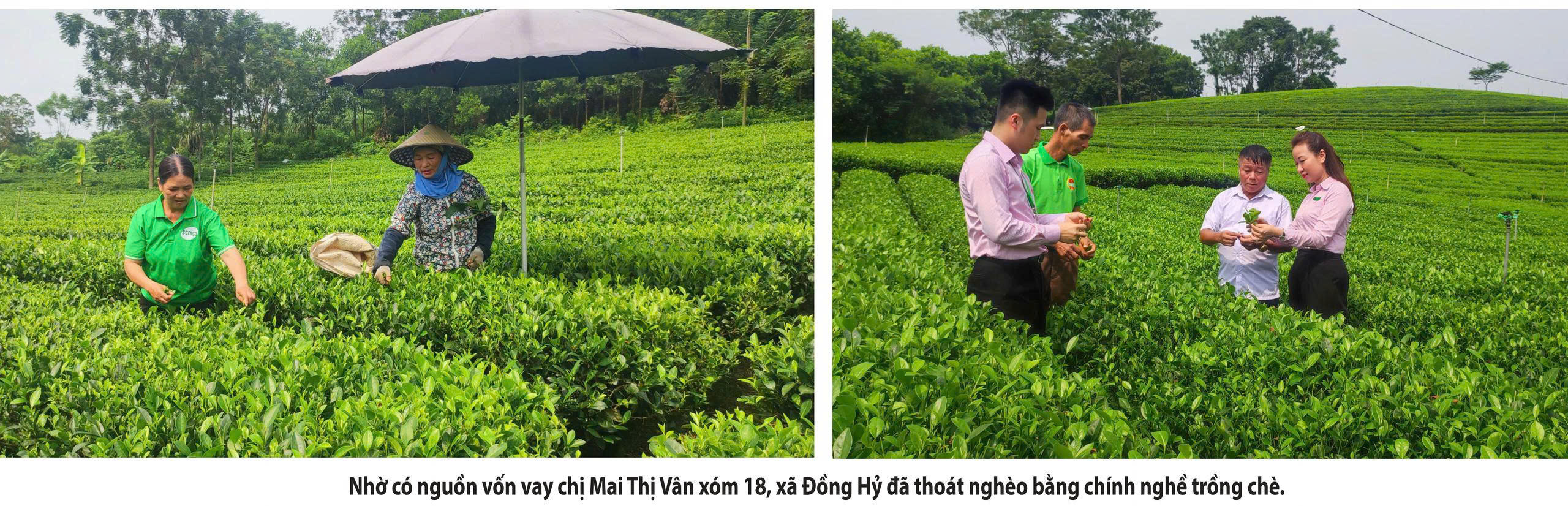 Từ đồng vốn chính sách đến những sinh kế bền vững