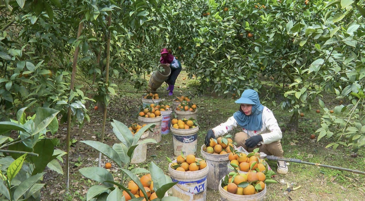 Những sản phẩm OCOP chất lượng cao của Tân Sơn.