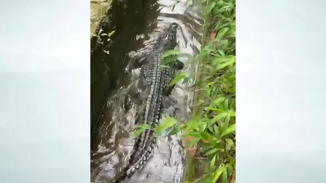 Quảng Ninh: Cá sấu dài hơn 2 m 'thong dong' dưới kênh mương dân sinh