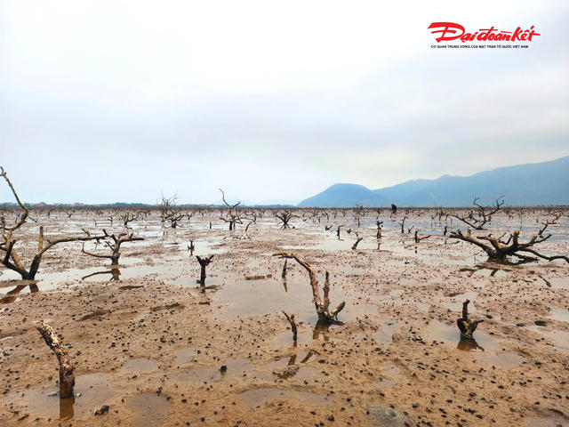 Hà Tĩnh: Rừng ngập mặn chết hàng loạt chưa rõ nguyên nhân