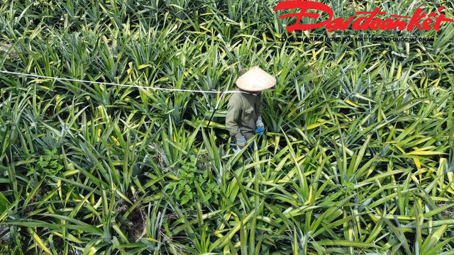 Mô hình trồng dứa liên kết - hướng đi mới giúp nông dân nâng cao thu nhập