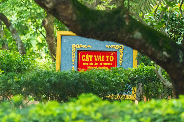 Chiêm ngưỡng cây vải thiều lâu năm nhất Việt Nam