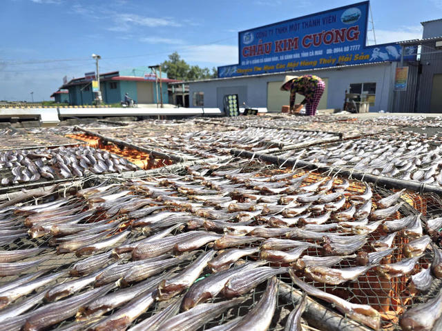 [SHORT] Lộc biển từ xóm biển Gành Hào