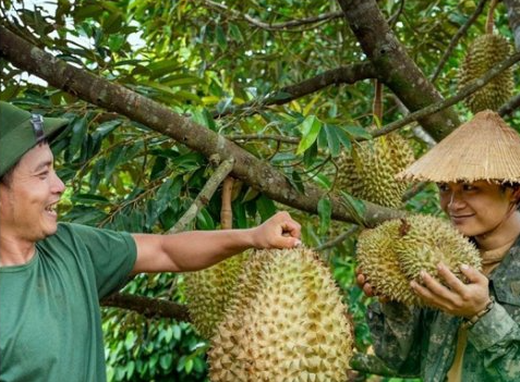 [SHORT] Không mở rộng diện tích sầu riêng; tập trung nâng cao năng suất, chất lượng