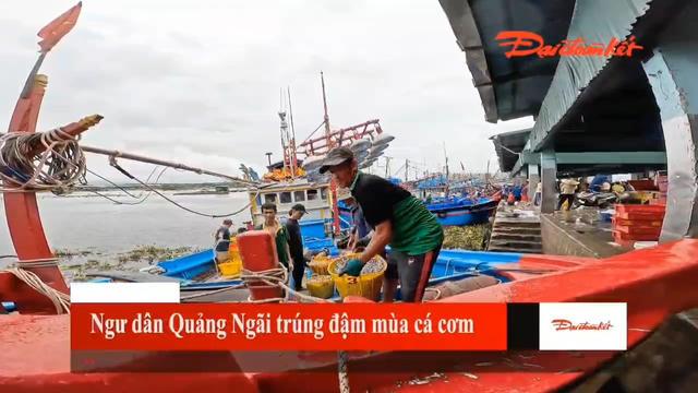 [VIDEO] Ngư dân Quảng Ngãi trúng đậm mùa cá cơm